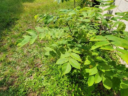 カシグルミ山のオニグルミと違いくるみ畑のカシグルミは時期が来るとこんな風にパカッと口を開きます。後は風が吹いて中の実が落ちるのを待つばかり😉🍃🍃🍃🍃🍃🍃🍃🍃🍃🍃 クルミを食べて今日も元気＆キレイ😉 くるみのお店くるみっくる ➡️ @kurumi296 https