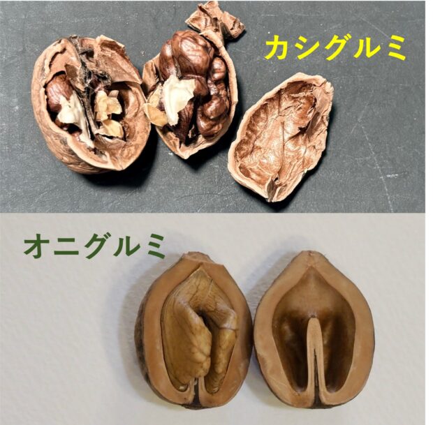 カシグルミ・オニグルミ 冬芽・葉痕比較: Scan Botanica