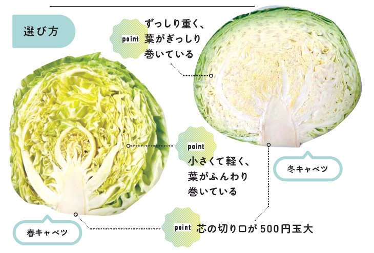 これは意外すぎ「新鮮なキャベツの見分け方」 じつは“逆だった”断面の真実に驚く– Sirabee