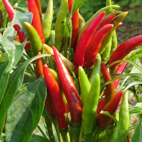 赤唐辛子「鷹の爪」を収穫しました！ - 小さな庭とベランダ菜園の楽しみ I enjoy gardening and growingvegetables