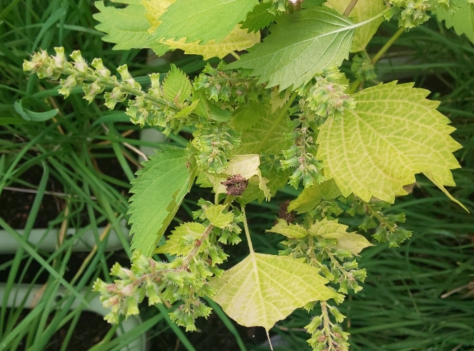 紫蘇の実を塩漬けにして、常備采として作り置きof nou