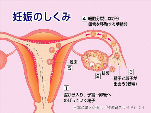 無精子症・乏精子症とは？適切な治療で自然妊娠へ | 男性不妊治療は銀座リプロ外科