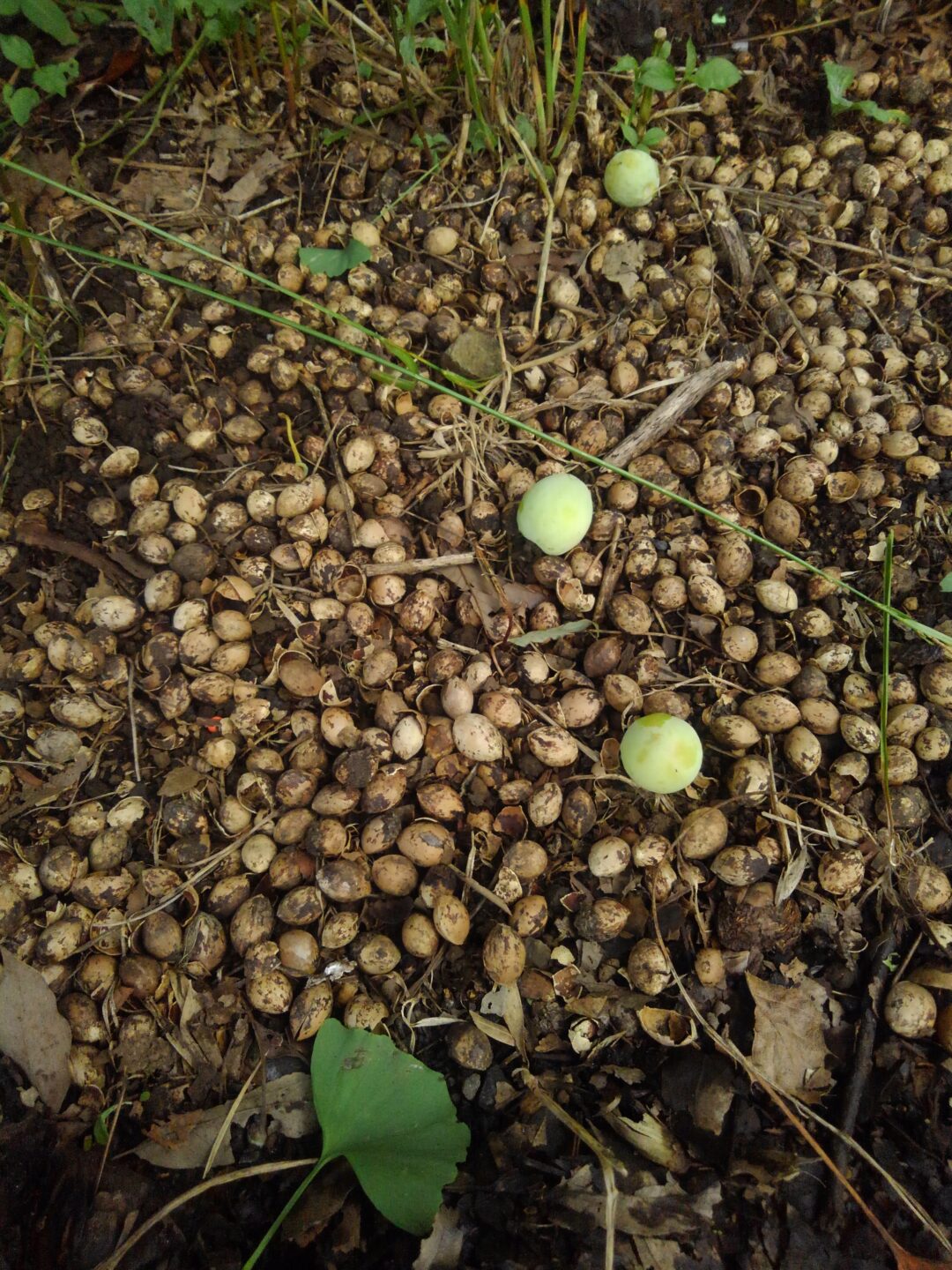 銀杏の食べ方 殻剥きの方法・おすすめレシピもご紹介♪デリッシュキッチン