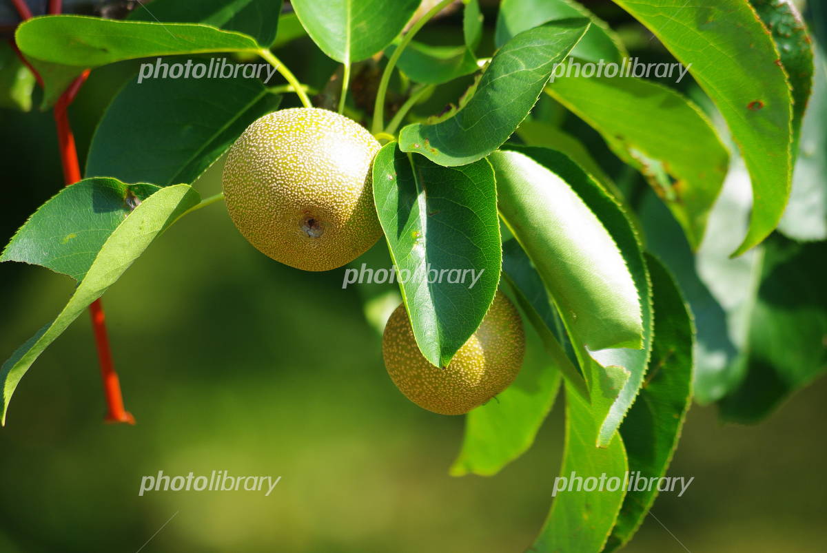 悪魔の実？ドラゴンフルーツとは何か？栄養豊富な美容果実。不思議な姿の正体と育て方。園楽project~園芸・植物を楽しむ情報サイト～