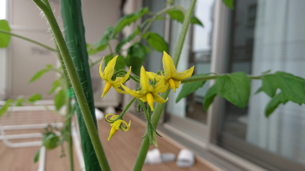 トマトのわき芽取りについて。- Akiyo Yamashita Illustration