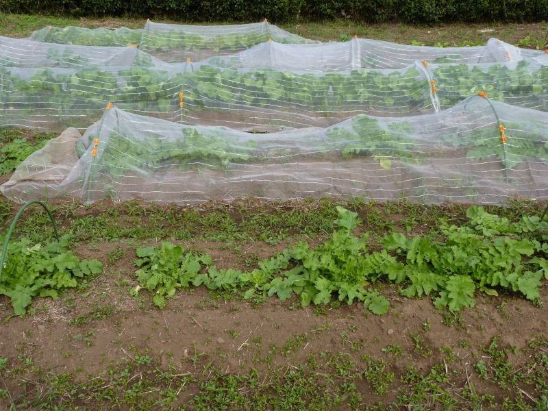 昆虫食の信州だから。ポップコーンに信州産カイコ、炒れちゃいました。地元新聞社が開発の新商品「飛んで火に炒る夏の虫」4月２３日発売信濃毎日新聞株式会社のプレスリリース