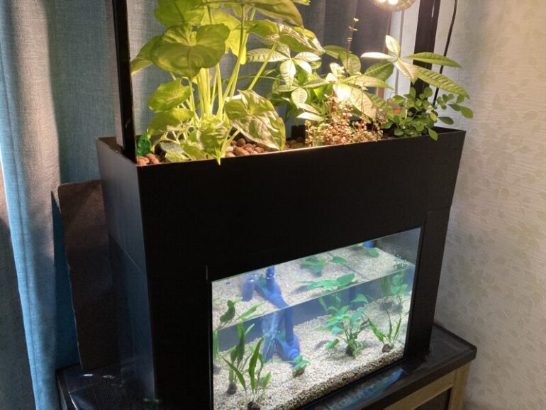 アクアポニックスで水換え回数は減るのか育てられる魚や植物・野菜をご紹介東京アクアガーデン