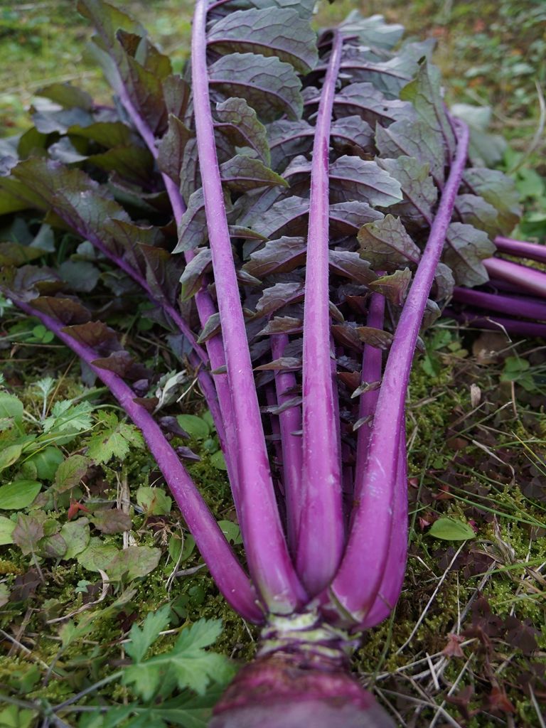紫奏子 むらさきそうし ムラサキハクサイ - 家庭de菜園～うぇぶたねやさん～