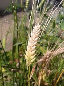 オーストラリアで生まれた大麦「バーリーマックス」って?大麦百科おいしい大麦研究所