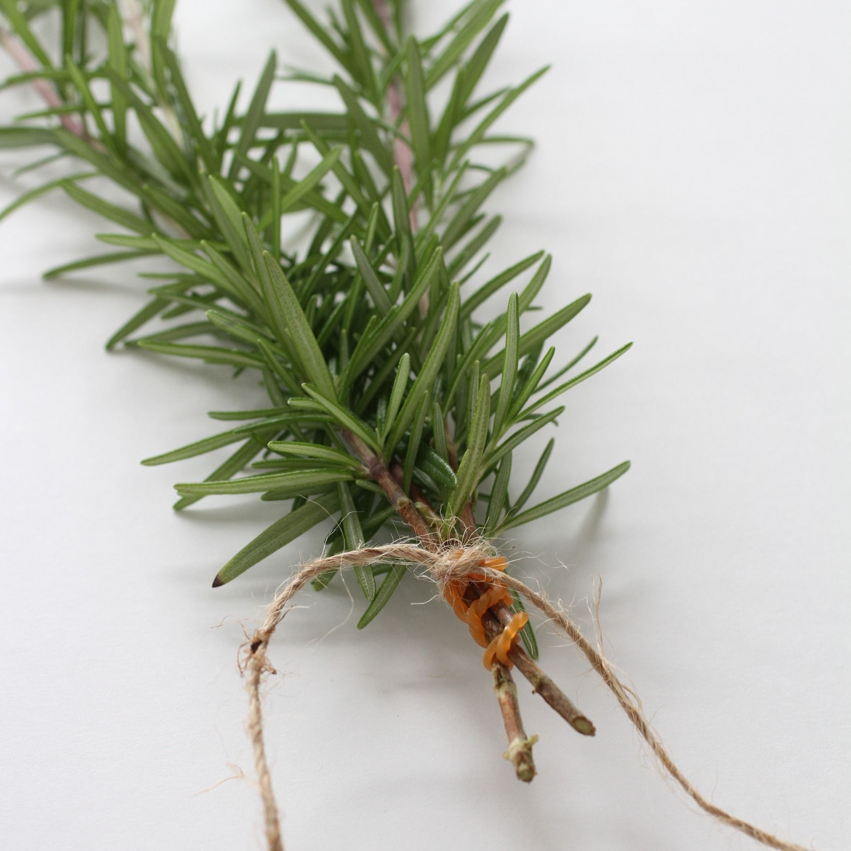 乾燥ローズマリー ハーブティー用 100g 贅沢な国産有機JAS