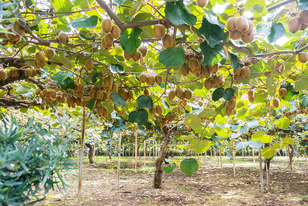 キウイフルーツ 地植え の育て方KINCHO園芸