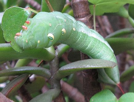 コスズメ幼虫がいない夏アカネコ生活
