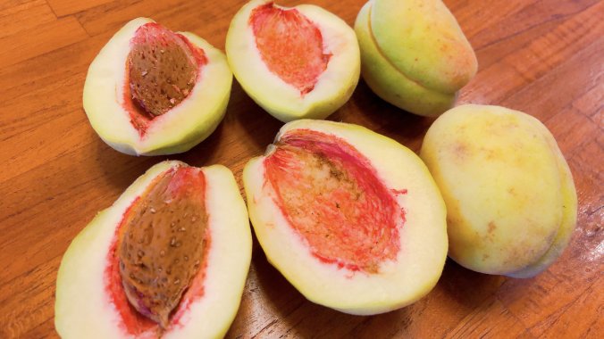 ビロロ、カラカラ、凸百恵 。面白い名前のかんきつ類たち！ - ALCO 宇治・城陽 山城地域の情報サイト