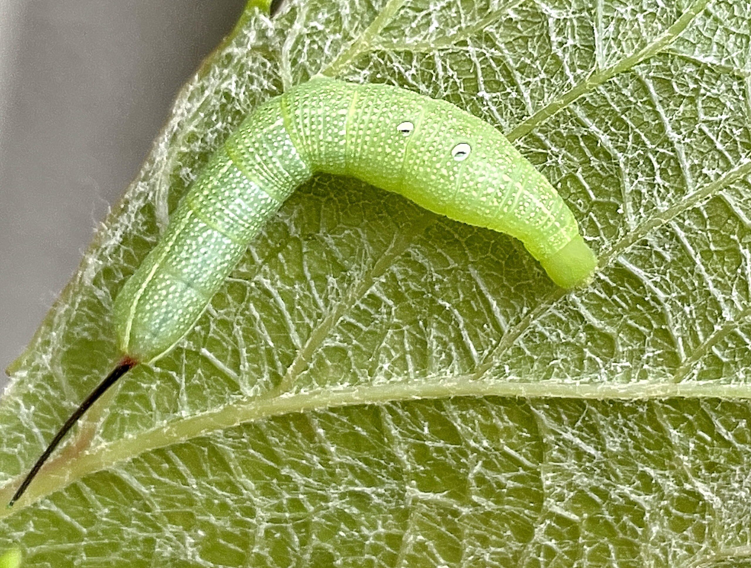 いきもの図鑑 コスズメ