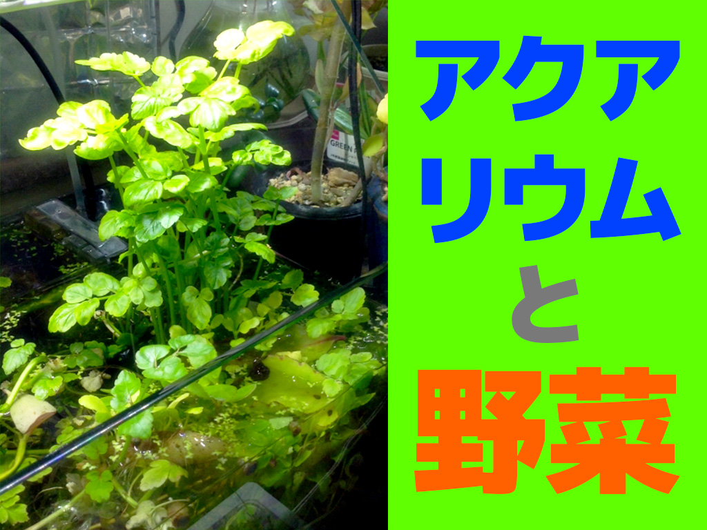 水槽で豆苗 野菜の水耕栽培 を育てようとしたけど撃沈！水が腐った。九州アクア日和