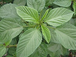 菜っ葉の日 7月28日 意味や由来・広報PRに活用するポイントと事例を紹介PR TIMES MAGAZINE