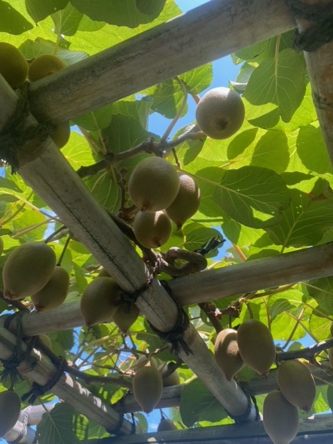 果樹 キウイの剪定作業の方法と時期鉢植え・地植えでの肥料・水やりなどの栽培方法＆フルーツ収穫のポイント剪定110番