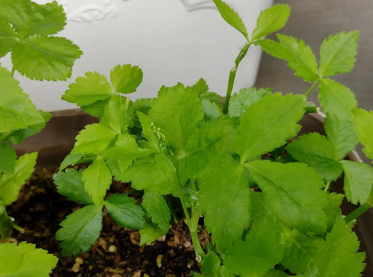 三つ葉と粗挽きひき肉のエスニック炒め by yummysunnyクックパッド簡単おいしいみんなのレシピが392万品