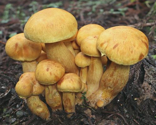 キノコの写真・解説