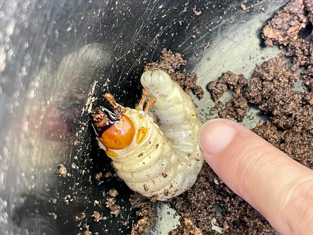 小さいクワガタはゼリーを上げたら大きくなるの？ ペットとしてのクワガタ - 蓼食う虫も好き好き