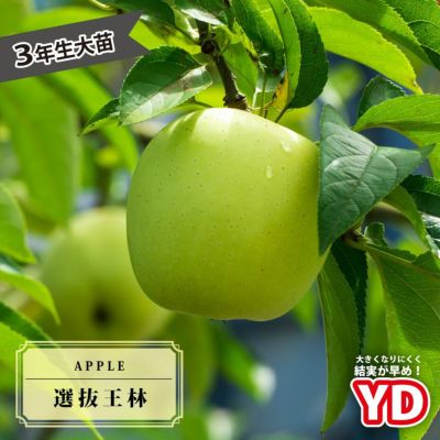 なかののきらめき」は稀少なりんご！特徴や旬の時期、通販について解説 - COCORO FARM VILLAGE