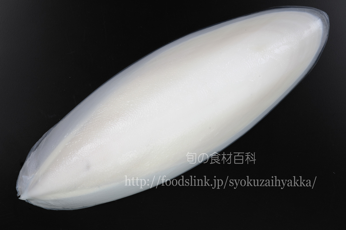 モンゴウイカを釣って食べたい！旬の時期や捌き方&釣るためのおすすめタックル特集