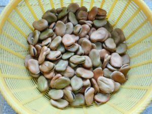 そら豆の冷凍保存 鮮度＆風味を1ヵ月キープするテクニックほほえみごはん-冷凍で食を豊かに-ニチレイフーズ