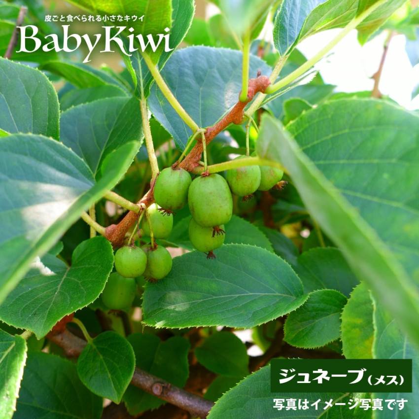 キウイの苗木を育てて自家製キウイを楽しもう！育て方のポイントを