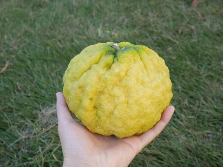 Amazon.co.jp: 大実ゆず 苗木 柚子 9cmポット 3号ベランダで育成: DIY・工具・ガーデン