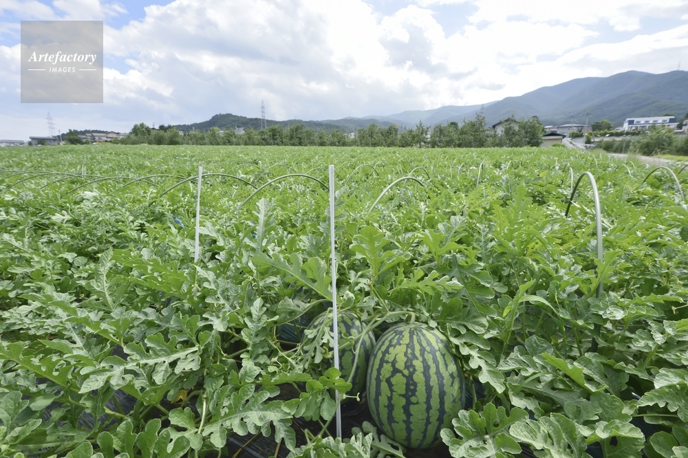 家庭菜園：スイカJA西春日井