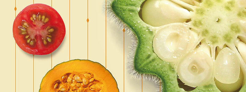 野菜の切り口ってかわいい♪野菜アートに挑戦！食オタ食の資格者のためのコミュニティ