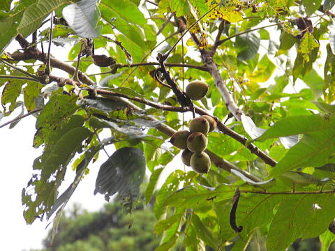青森県南部町産 鬼くるみ 殻付き和くるみ館長の台所