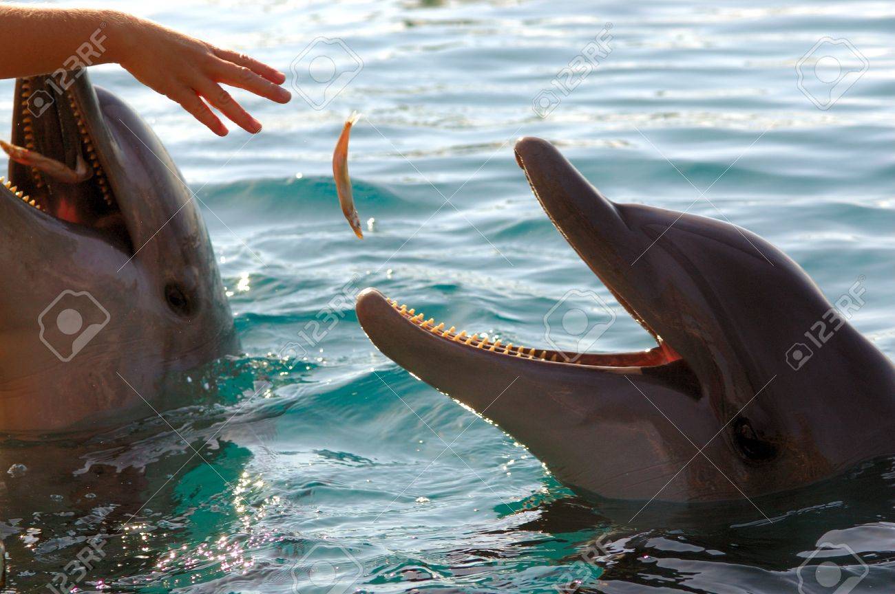 イルカの口の中をチェック！！マリンピアザオキナワ・もとぶ元気村のスタッフブログ