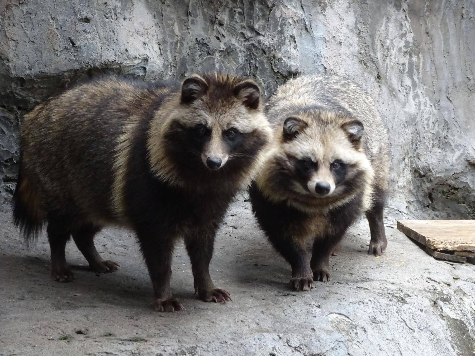 横浜市立野毛山動物園≪公式≫ on X: 