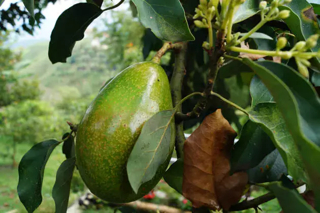 アボカドを水耕栽培しよう!種から発芽させて栽培するには?HORTI by GreenSnap