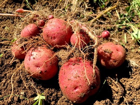 新じゃが普通のじゃがいもとの違いは？栄養素や美味しい食べ方も紹介Shufoo!プラス