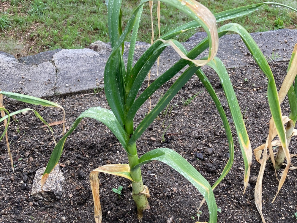 Amazonニンニク根切り機、電動ニンニク上部尾除去機、ダブルヘッドニンニク根茎カッター、ひげと根をカット、ニンニク農家向けひげ切断機JIANGSSピーラー・皮むき器 通販