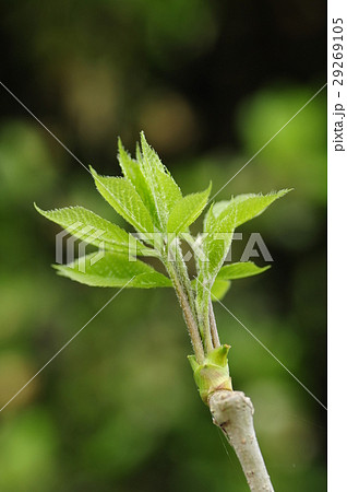タラの芽の天ぷらのレシピ 下ごしらえ：白ごはん.com