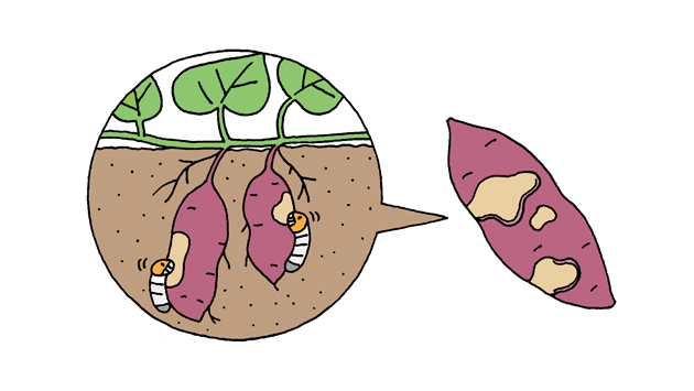 じゃがいもの虫食い - 農業屋