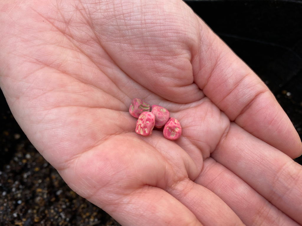 スナップエンドウの育て方プランターなら簡単！支柱立てのコツも – UETE