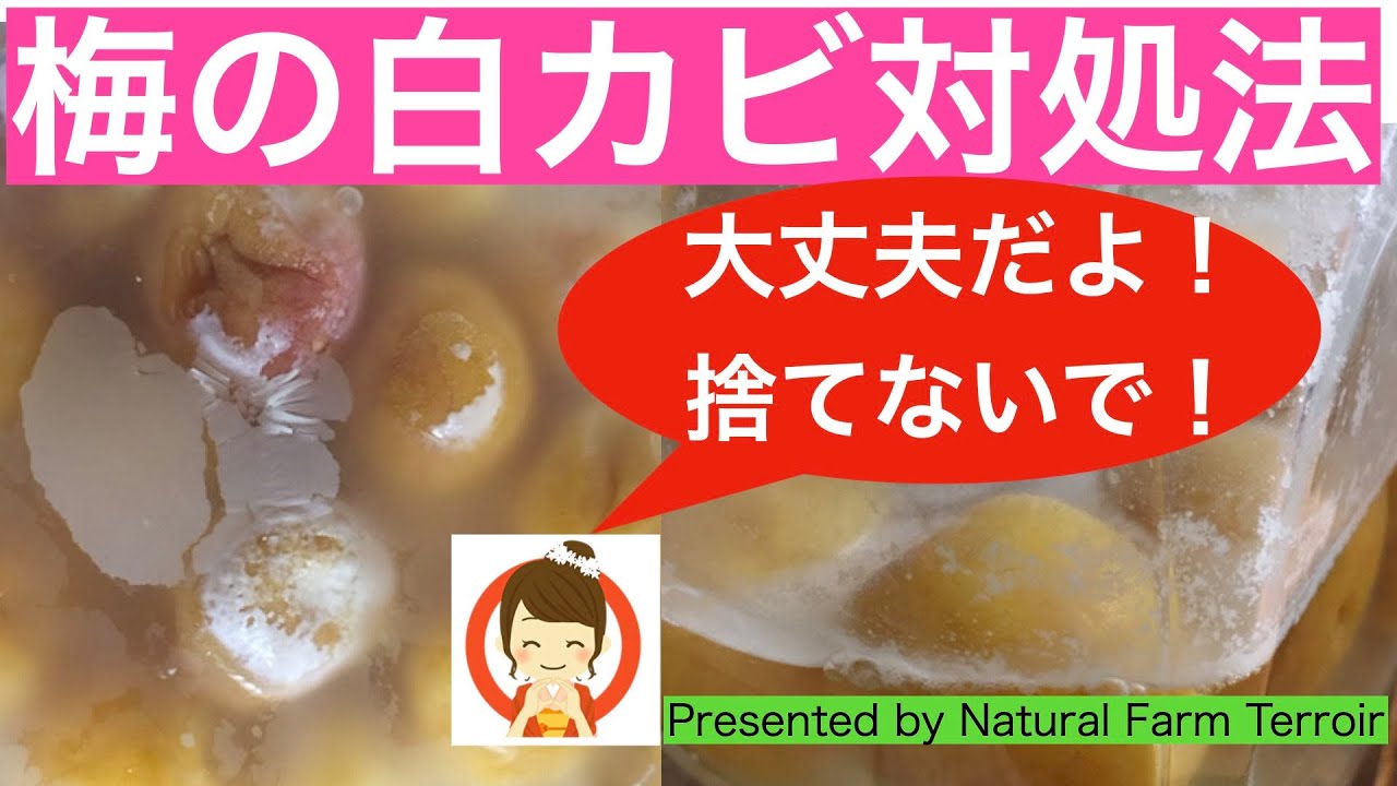 青梅のハチミツ漬けの作り方梅仕事レシピ