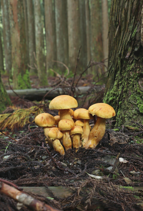 2021年4月1日「ワライダケエール」発売！ – 宮崎ひでじビール