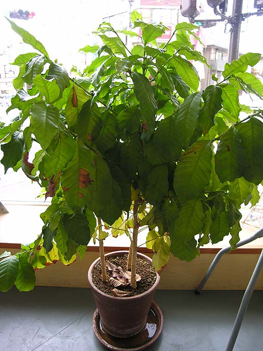 楽天市場 デスクの上で、やすらぎのcoffeタイムを。小さな、小さなコーヒーの木※鉢の色はお任せですミニ観葉植物 インテリアグリーン 風水 :ｅ-花屋さん