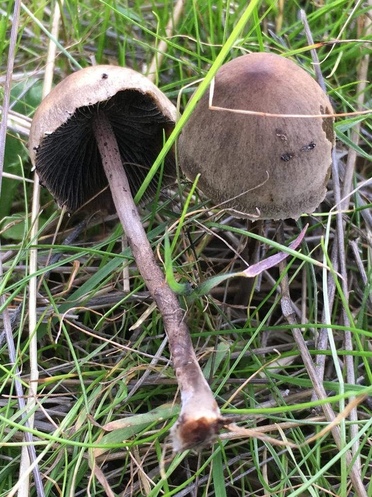 毒キノコからマツタケまで出現!?「キノコを調べる会」で身近なキノコ採りに挑む長岡市の公式Webメディア「な！ナガオカ」