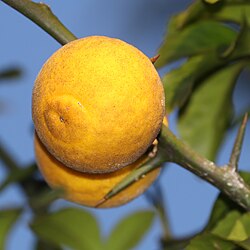 実を食べてみる クルチ- 沖縄B級ポータル - DEEokinawa でぃーおきなわ