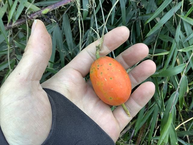 七転八起☆オオカラスウリ・ムクロジ☆キカラスウリでした : 徒然散歩