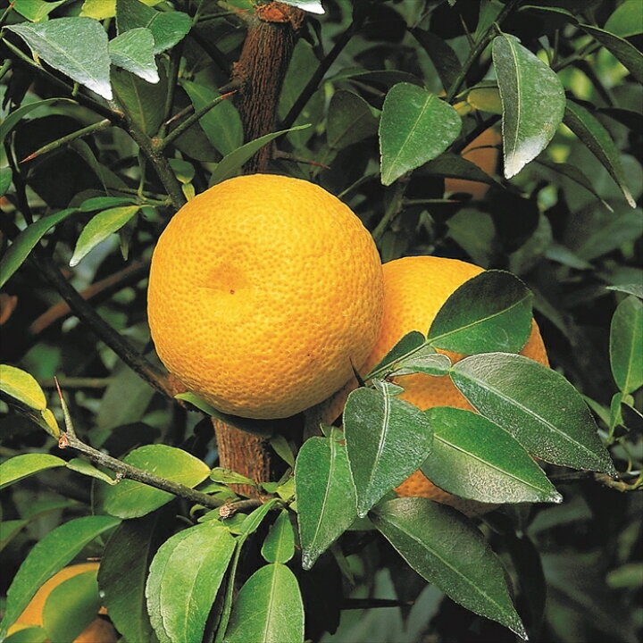 鬼柚子 獅子柚子 とは？大きな柚子の品種特徴や食べ方・使い方を紹介！BOTANICA