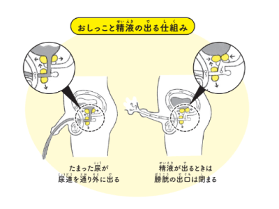 調教 無 修正 : Jk