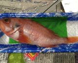 ガシラ カサゴ の塩焼き