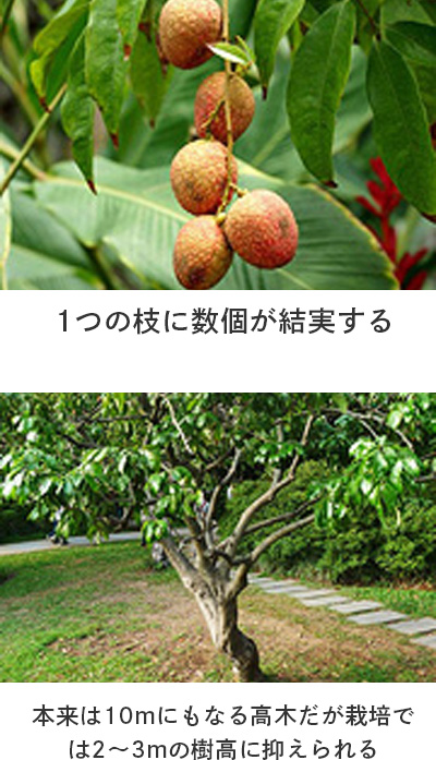 通販 生ライチ品種・産地ランキング・生栗の保存方法をチェック豊洲市場ドットコム